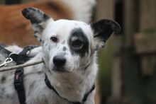 MISA, Hund, Mischlingshund in Marsberg - Bild 3