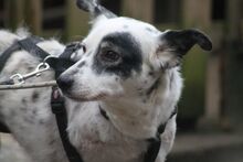 MISA, Hund, Mischlingshund in Marsberg - Bild 4