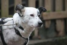 MISA, Hund, Mischlingshund in Marsberg - Bild 5
