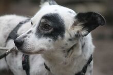 MISA, Hund, Mischlingshund in Marsberg - Bild 8
