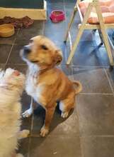HAPPY, Hund, Mischlingshund in Rumänien