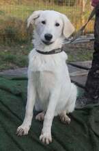 BABOO, Hund, Labrador Retriever in Rumänien