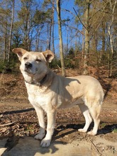 JIMMY, Hund, Mischlingshund in Engelskirchen