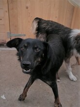 NOODLES, Hund, Mischlingshund in Rumänien - Bild 1