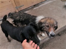 NOODLES, Hund, Mischlingshund in Rumänien - Bild 10