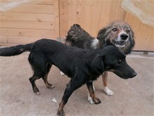 NOODLES, Hund, Mischlingshund in Rumänien - Bild 11