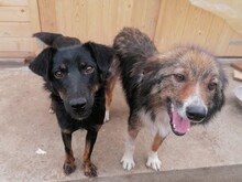 NOODLES, Hund, Mischlingshund in Rumänien - Bild 15