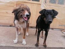 NOODLES, Hund, Mischlingshund in Rumänien - Bild 16