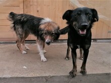 NOODLES, Hund, Mischlingshund in Rumänien - Bild 2