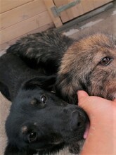 NOODLES, Hund, Mischlingshund in Rumänien - Bild 6