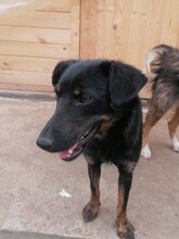 NOODLES, Hund, Mischlingshund in Rumänien - Bild 7