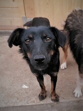 NOODLES, Hund, Mischlingshund in Rumänien - Bild 8