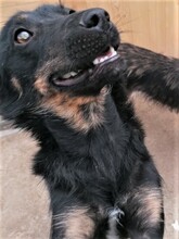 NOODLES, Hund, Mischlingshund in Rumänien - Bild 9