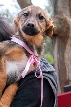 TILDA, Hund, Mischlingshund in Griechenland - Bild 1