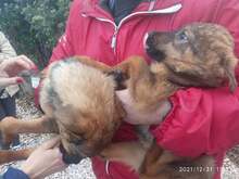 TILDA, Hund, Mischlingshund in Griechenland - Bild 10