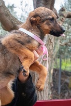 TILDA, Hund, Mischlingshund in Griechenland - Bild 2
