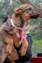 TILDA, Hund, Mischlingshund in Griechenland - Bild 5