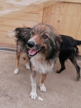 SWEETYPIE, Hund, Mischlingshund in Rumänien - Bild 1