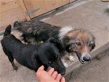 SWEETYPIE, Hund, Mischlingshund in Rumänien - Bild 11