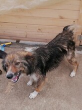 SWEETYPIE, Hund, Mischlingshund in Rumänien - Bild 13