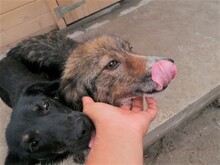 SWEETYPIE, Hund, Mischlingshund in Rumänien - Bild 14