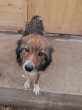 SWEETYPIE, Hund, Mischlingshund in Rumänien - Bild 15