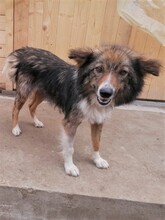 SWEETYPIE, Hund, Mischlingshund in Rumänien - Bild 16