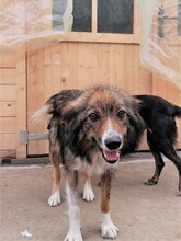 SWEETYPIE, Hund, Mischlingshund in Rumänien - Bild 18