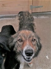 SWEETYPIE, Hund, Mischlingshund in Rumänien - Bild 2