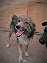 SWEETYPIE, Hund, Mischlingshund in Rumänien - Bild 4