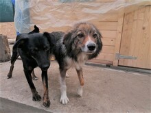 SWEETYPIE, Hund, Mischlingshund in Rumänien - Bild 5