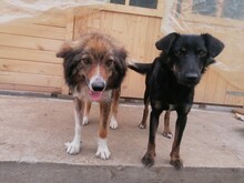 SWEETYPIE, Hund, Mischlingshund in Rumänien - Bild 7