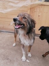 SWEETYPIE, Hund, Mischlingshund in Rumänien - Bild 9