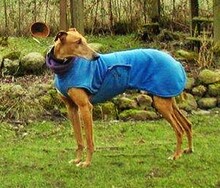 LAGARTJIOSOUL, Hund, Galgo Español in Waabs - Bild 1