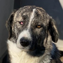 RAFAELI, Hund, Mischlingshund in Griechenland - Bild 1