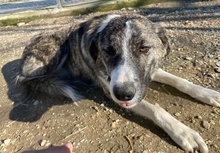 RAFAELI, Hund, Mischlingshund in Griechenland - Bild 10