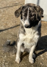 RAFAELI, Hund, Mischlingshund in Griechenland - Bild 11