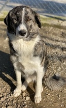 RAFAELI, Hund, Mischlingshund in Griechenland - Bild 5