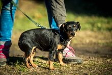LACY, Hund, Mischlingshund in Ungarn - Bild 1