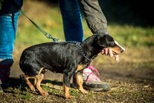 LACY, Hund, Mischlingshund in Ungarn - Bild 3