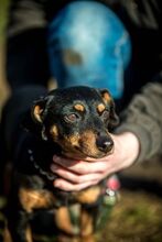 LACY, Hund, Mischlingshund in Ungarn - Bild 4