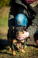 LACY, Hund, Mischlingshund in Ungarn - Bild 5