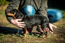 LACY, Hund, Mischlingshund in Ungarn - Bild 6