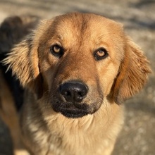 KERCHAK, Hund, Mischlingshund in Griechenland - Bild 1