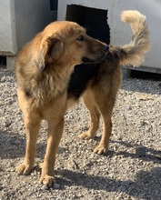 KERCHAK, Hund, Mischlingshund in Griechenland - Bild 11