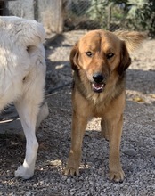 KERCHAK, Hund, Mischlingshund in Griechenland - Bild 12
