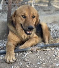 KERCHAK, Hund, Mischlingshund in Griechenland - Bild 13