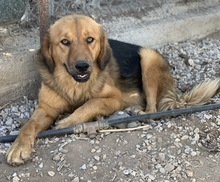 KERCHAK, Hund, Mischlingshund in Griechenland - Bild 14