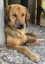KERCHAK, Hund, Mischlingshund in Griechenland - Bild 2