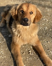KERCHAK, Hund, Mischlingshund in Griechenland - Bild 3